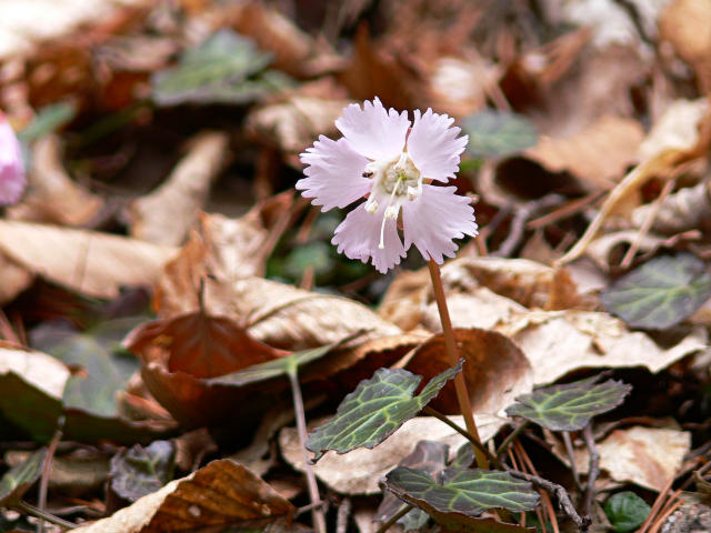 IWAUTIWASUGATA1.JPG - 93,478BYTES