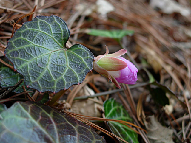 IWAUTIWATUBOMI1.JPG - 98,540BYTES