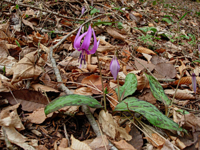 KATAKURISUGATA2.JPG - 150,236BYTES