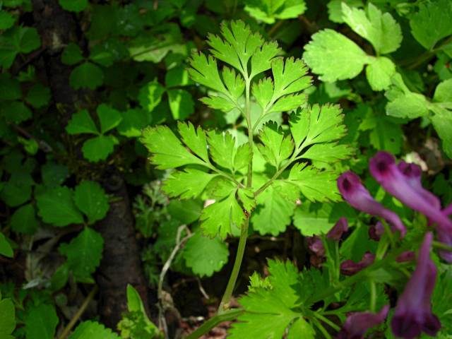 MURASAKIKEMANHA1.JPG - 80,581BYTES