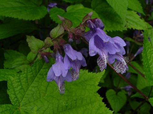 RASYOUMONKAZURA4.JPG - 28,538BYTES