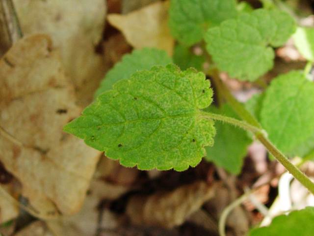 RASYOUMONKAZURAHA1.JPG - 65,019BYTES