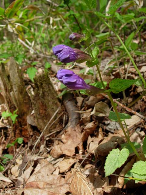 RASYOUMONKAZURATUBOMI1.JPG - 92,269BYTES