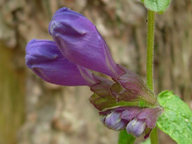 RASYOUMONKAZURATUBOMI2.JPG - 64,150BYTES