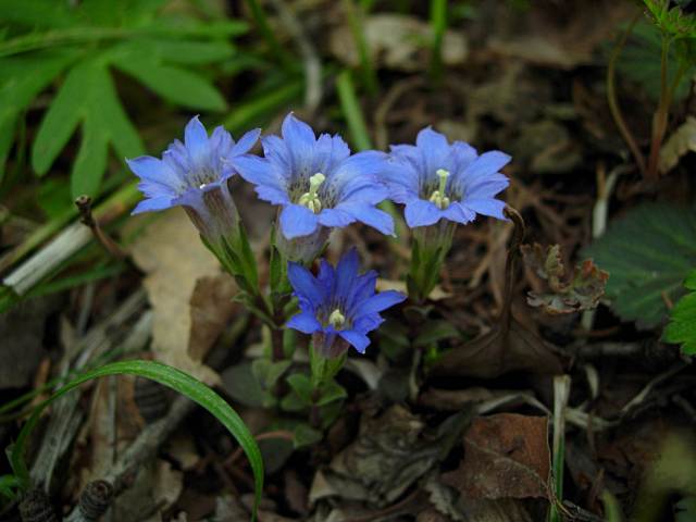 FUDERINDOUSUGATA1.JPG - 71,140BYTES