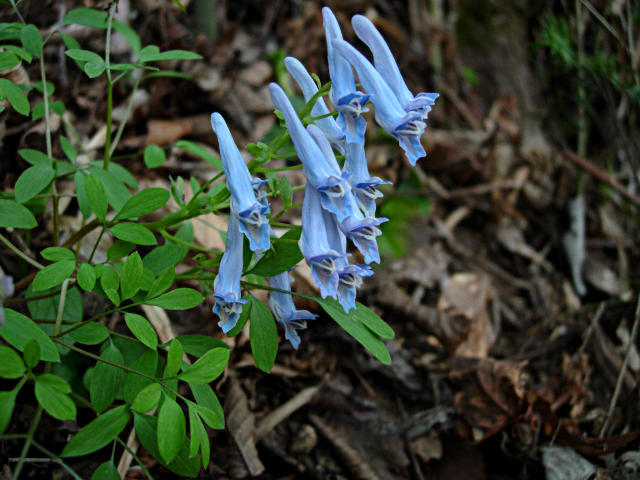 YAMAENGOSAKUSUGATA1.JPG - 104,569BYTES