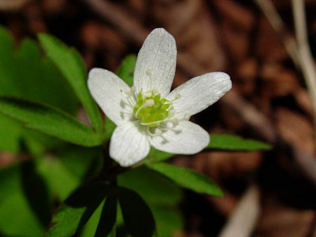 HIMEITIGEHANA2.JPG - 60,962BYTES