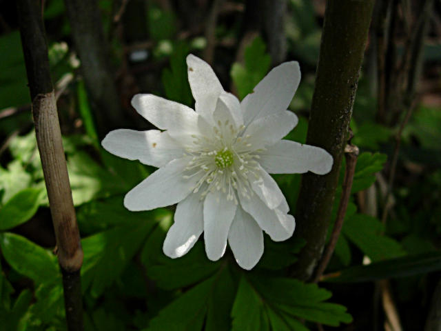 KIKUZAKIITIGEHANA1.JPG - 75,583BYTES