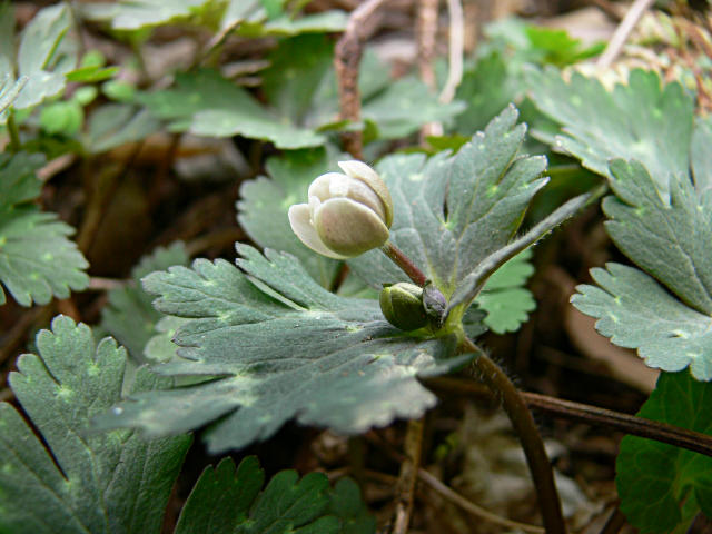 NIRINSOUTUBOMI1.JPG - 90,130BYTES