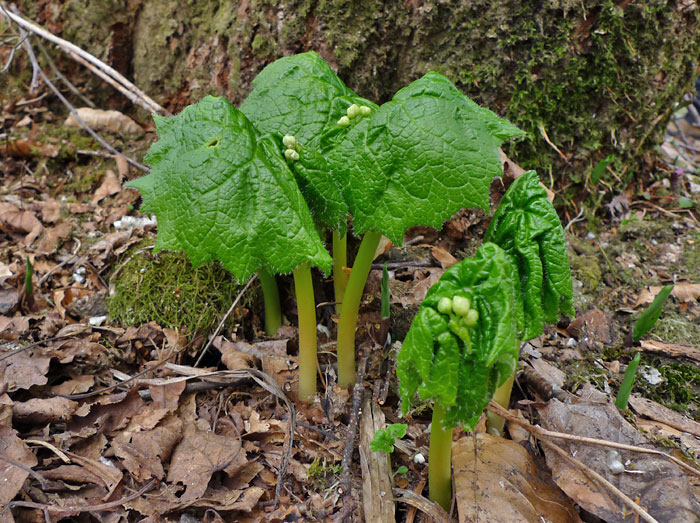 SANKAYOUTUBOMI2105051.JPG - 158,657BYTES