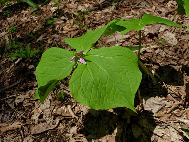 SIROBANAENREISOUPINKU1.JPG - 104,286BYTES