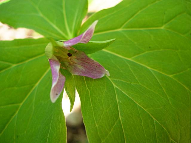 SIROBANAENREISOUPINKU2.JPG - 63,584BYTES