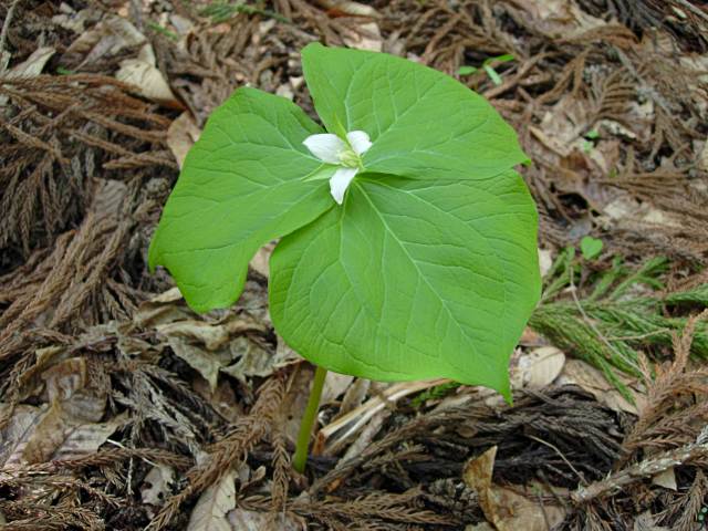 SIROBANAENREISOUSUGATA1.JPG - 95,870BYTES