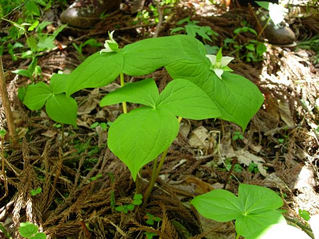 SIROBANAENREISOUSUGATA2.JPG - 100,770BYTES