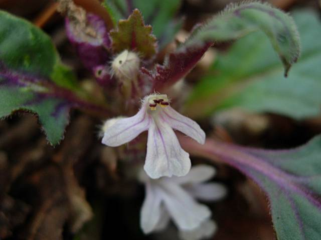 TUKUBAKINMONSOUHANA1.JPG - 60,482BYTES