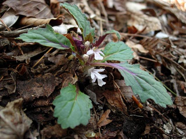 TUKUBAKINMONSOUSUGATA1.JPG - 89,664BYTES