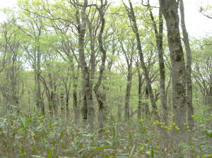 BUNARIN1.JPG - 65,156BYTES