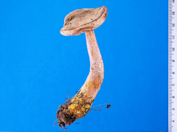 アケボノアワタケは複数種あるとの意見あり